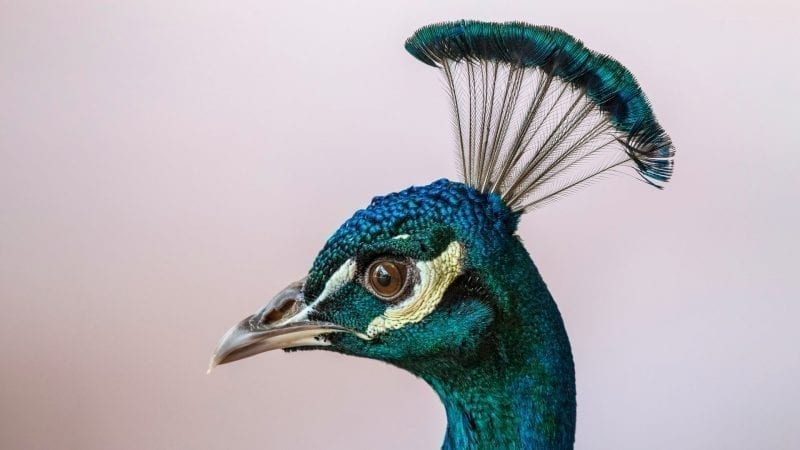 Alchemy Course: Embodying James Hillman Alchemical Psychology - Jung Platform