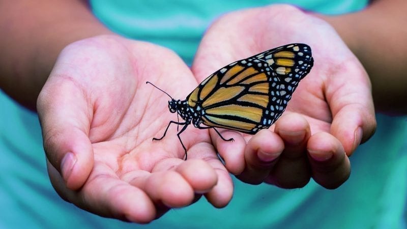 Tending the living image - Jung Platform