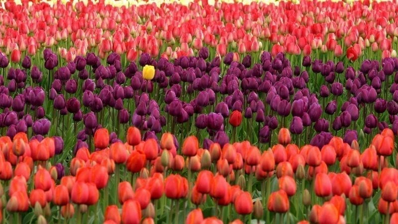 The Mystery of Individuality - Jung Platform
