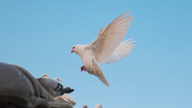 On Mystical Love - A Glance at the Writings of Ghazali and the Poetry of Rumi