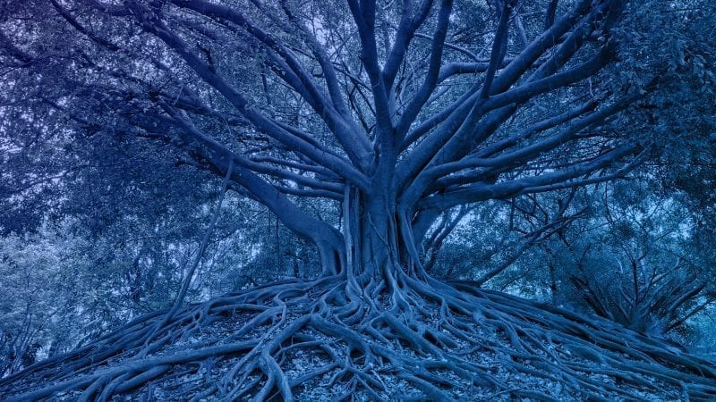 Bridges to Wholeness: Body, Psyche, Earth